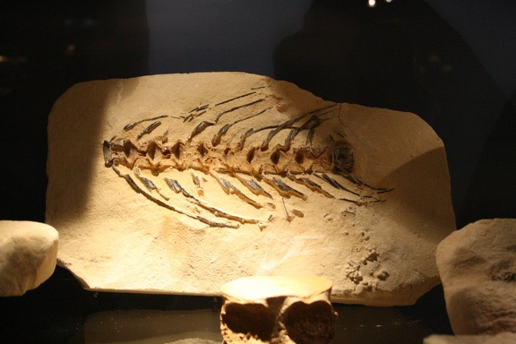 IMG 2539