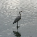 IMG 0342